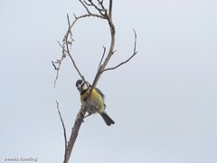 Cyanistes teneriffae degener