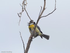 Cyanistes teneriffae degener