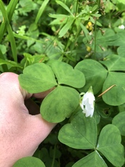 Oxalis trilliifolia