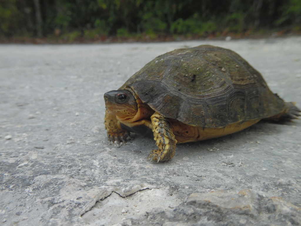 Furrowed Wood Turtle from Felipe Carrillo Puerto, Q.R., México on June ...