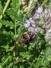 Xylocopa tabaniformis