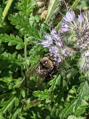 Xylocopa tabaniformis