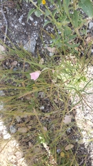 Clarkia gracilis gracilis