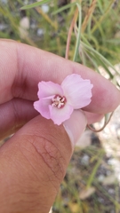 Clarkia gracilis gracilis