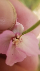 Clarkia gracilis gracilis