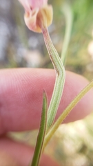 Clarkia gracilis gracilis