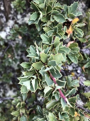 Berberis lutea conferta