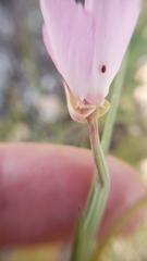 Clarkia gracilis gracilis
