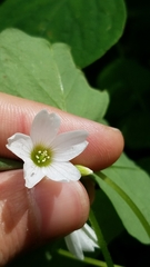 Oxalis trilliifolia