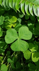 Oxalis trilliifolia