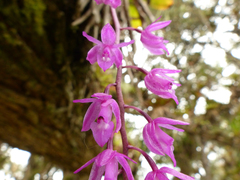 Epidendrum diommum