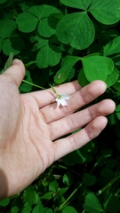 Oxalis trilliifolia