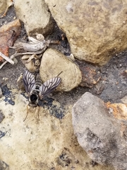 Chrysopilus velutinus