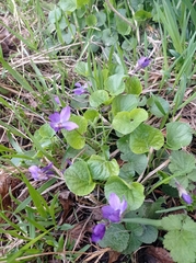 Viola odorata