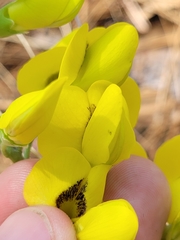 Baptisia cinerea