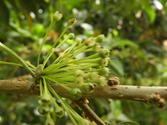 Iochroma arborescens