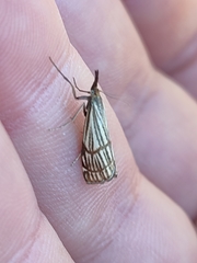 Chrysocrambus dentuellus