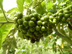 Iochroma arborescens