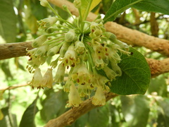 Iochroma arborescens