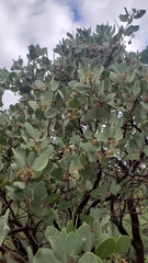 Arctostaphylos mewukka