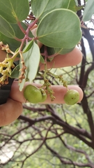 Arctostaphylos mewukka