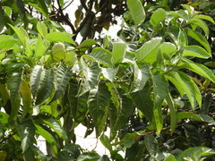 Iochroma arborescens