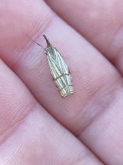 Chrysocrambus dentuellus