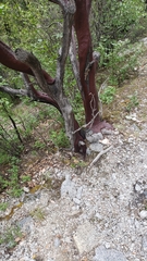 Arctostaphylos mewukka