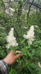 Ceanothus integerrimus macrothyrsus
