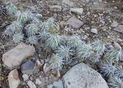 Grusonia clavata
