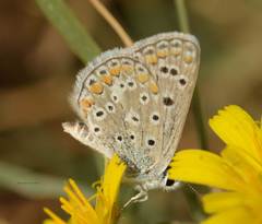 Polyommatus celina