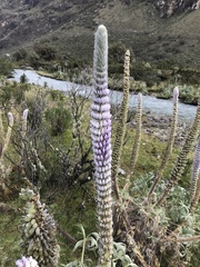 Lupinus weberbaueri