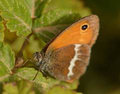 Coenonympha