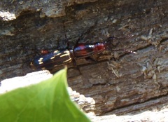 Arrhenodes minutus