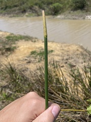 Eleocharis interstincta