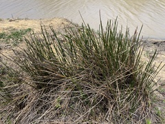 Eleocharis interstincta