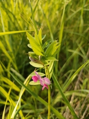 Vicia sativa