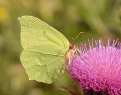 Gonepteryx rhamni