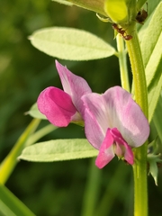 Vicia sativa