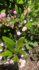 Persicaria capitata
