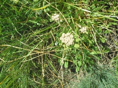 Oligogonum