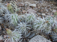 Grusonia clavata