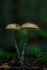 Galerina sideroides