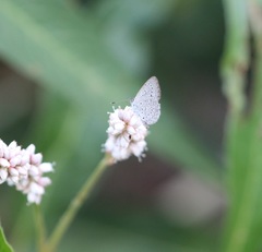 Zizeeria knysna