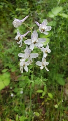 Delphinium gracilentum