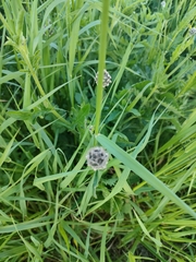 Centaurea scabiosa