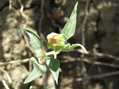 Image of Malvella sagittifolia by (c) Alexis López Hernández, some rights reserved (CC BY)