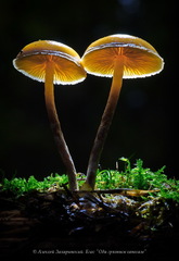 Galerina sideroides