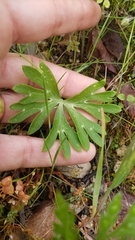 Delphinium gracilentum