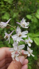 Delphinium gracilentum